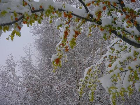 🏕 СНЕГОЛАВИННОЙ МЕТЕОСТАНЦИИ ЧИМГАН ❄️❄️❄️ После трёхдневных осадков состоялось открытие зимнего сезона 2022-2023 г.г. Всего выпало 46 мм смешанных осадков и образовался снежный покров толщиной около 20 см – неплохо для первой декады ноября, но бывало и побольше, как в 2014 и 2015 когда на эти же числа было по 24 и 29 см снега. Правда и в тех случаях снег вскоре растаял. В эту осень осадков выпало за октябрь и начало ноября больше нормы. по дистанционным рейкам на высотах 2300-2600 уже 40-70 см. 8 ноября